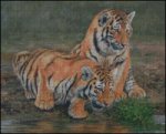(image for) 2 Tiger Cubs